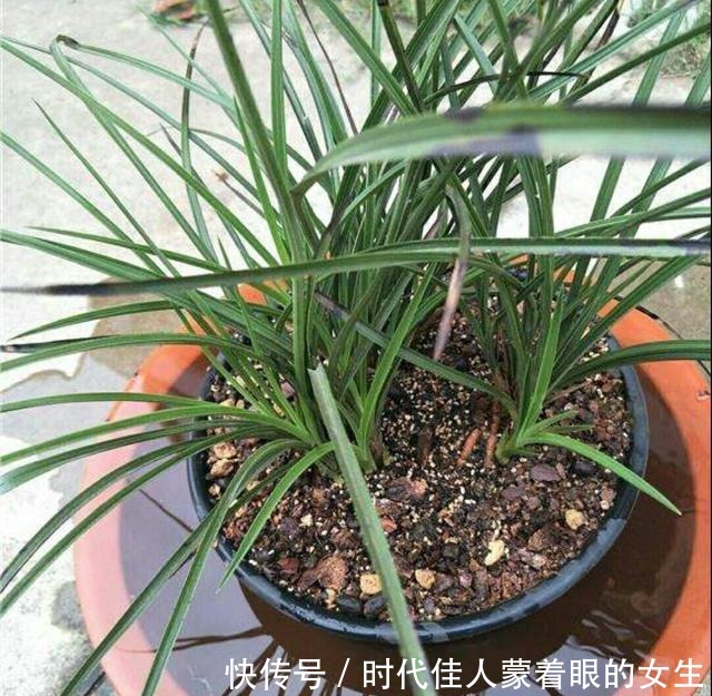 浇水前做个“小动作”，养花从来不烂根，个个猛开花，刹不住闸