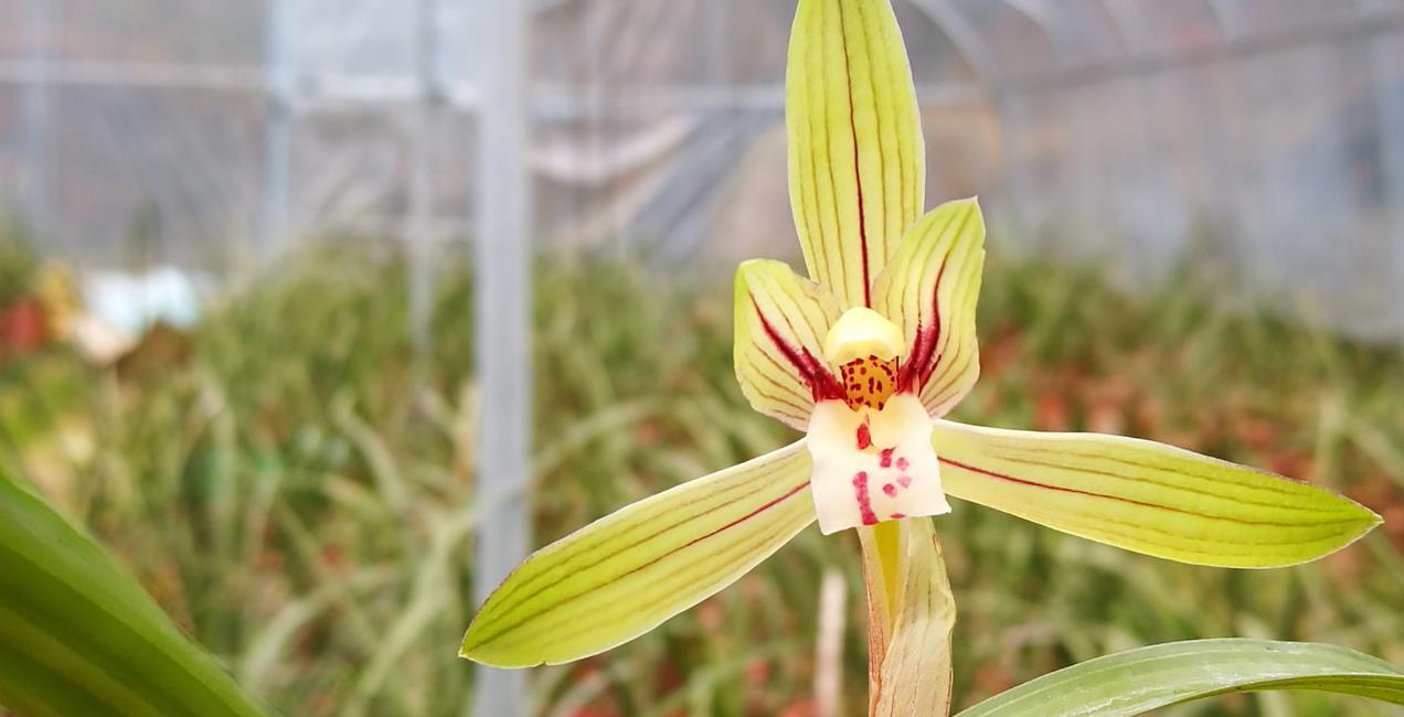 种活兰花不难，养好兰花却不易，十分钟读懂兰花该如何养护