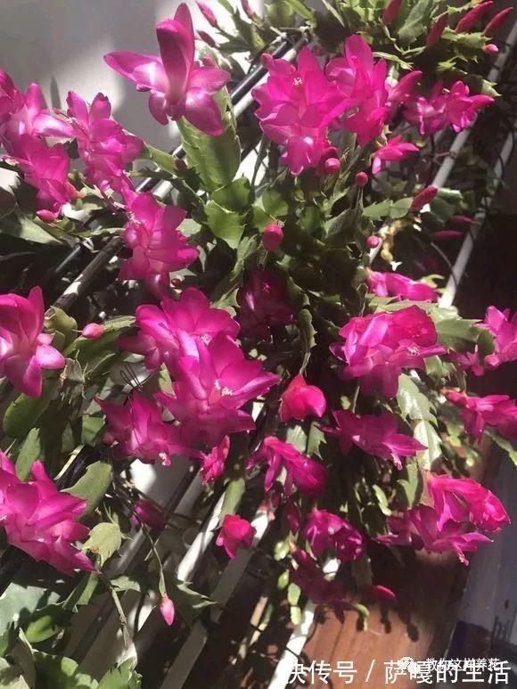 发酵|老花匠:扔4种“东西”,就是扔钱,比花肥还好用,不花钱!