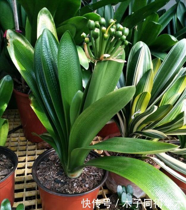 养花|这3种“漂亮花”,只能浇水,不能喷水,喷一喷都是短命鬼