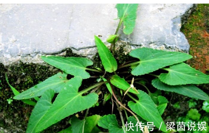 犁头草|以下这种常见的野草,能清热解毒,凉血消肿,清肝明目,你认识吗