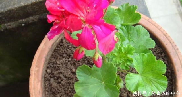 天竺葵“散漫无型”用上3个方法,不但株型优美,开花还格外多!