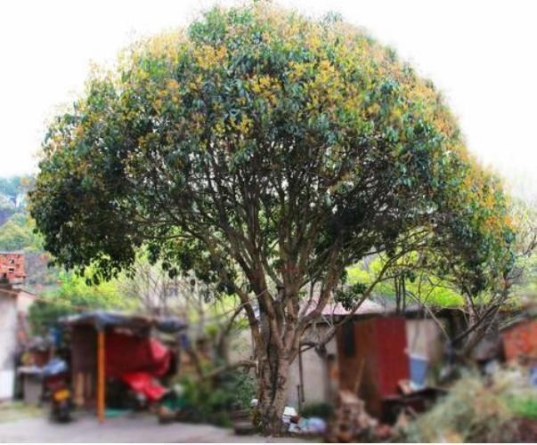 农村中最常见的桂花树 这些地方却不能种植 为啥看完有数了 快资讯