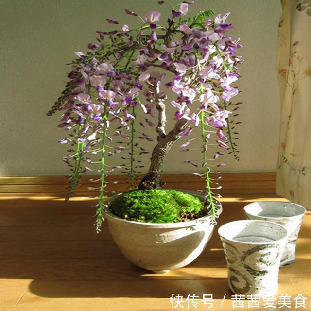 盆栽|客厅有树,十有九富!6种“富贵树”,贵气好养,旺家又吉利