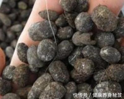 兰花配点“黑豆豆”,一年到头不施肥,叶子贼油绿,花剑嗖嗖冒!