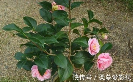 冬季来临，花市热销的6种冬季开花植物，此些你都养了吗