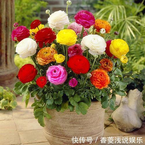 盆栽什么花草，搁阳台成一片花海？选此4款，花期长、花量大