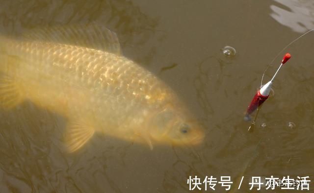 钓鱼时常用的酒米窝料,其实是可以这样生产的,制作方法简单易学