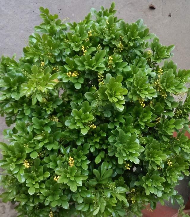 不错|米兰盛开时花香淡雅,叶子四季青翠,养护简单好打理