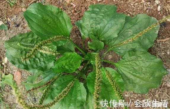 车前草|十人九腰疼，一宝煮水喝，腰不疼了，腿不酸了，早知早健康