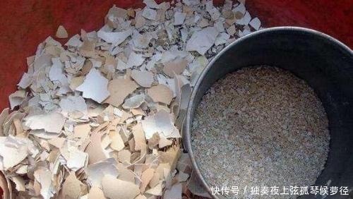 鸡蛋壳是宝贝,养花达人都在用,做成花肥养花,还能杀虫灭菌