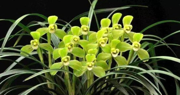 肥皂溶液|家中养花,这5毛钱的小东西别乱丢,能让花蹿到2米高,你知道了吗