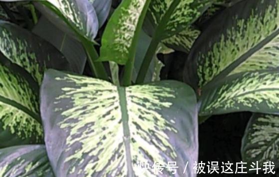 越漂亮的花越有毒。快来了解这18种“大毒化”。提高知识不吃亏