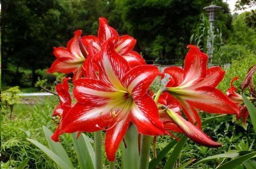 朱顶红迟迟不开花?了解它的喜好,催出花苞绽放群花!