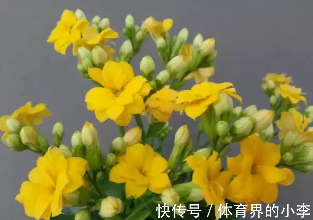 长寿花这样伺候,健康又长寿,开完一茬又一茬