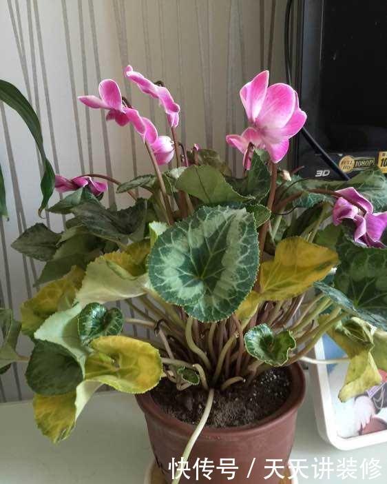 花店|五月逛花店,5种花不值得买,买了也浪费,要记得