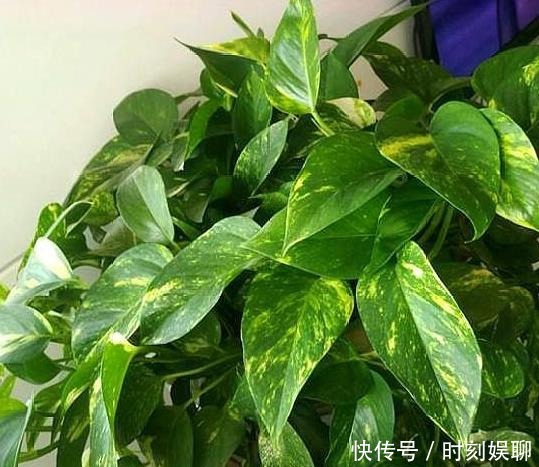 滴油|家庭养绿萝,学会最“实用”的方法,叶片绿得滴油,疯长不停