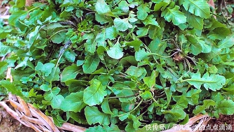  这种野菜比荠菜香多了，人称“油勺子”，包饺子小孩子爱吃