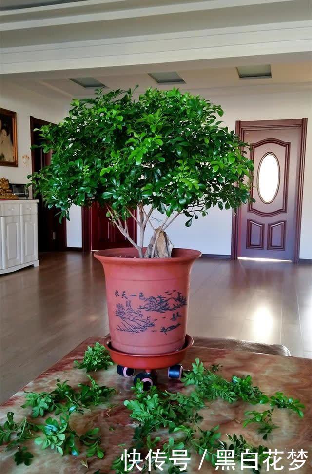 想要养好花,一把“剪刀”少不了,5种花剪的越狠,花开越爆