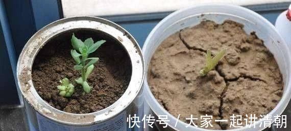 发酵|盆土铁如锤浇这“2种水”，一浇就疏松，5年不用施肥换盆了
