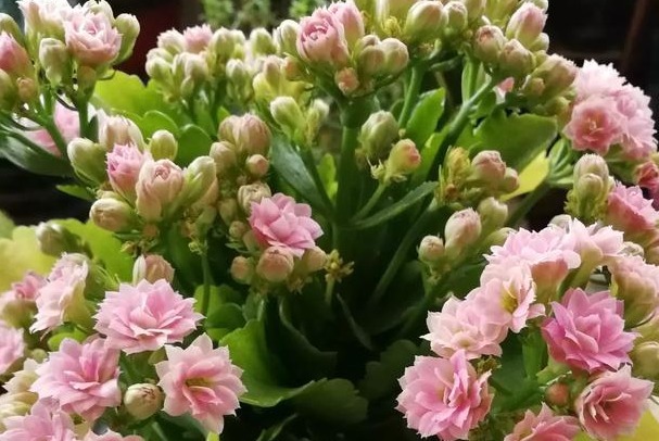 此花有“寿星花”的美称，花语是福寿吉庆，寓意长命百岁！