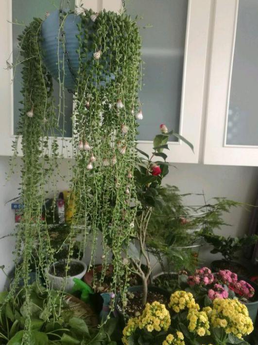 想要多肉瀑布就盆栽佛珠、紫玄月、玉缀，搁在窗台还能遮阴