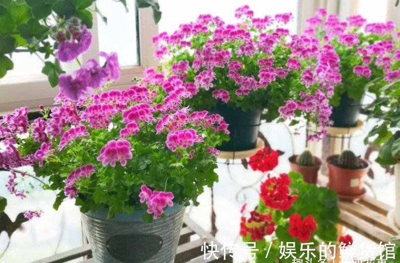 红掌|4种“懒人花”,适合“上班狗”,不用费时打理,好看好养好开花