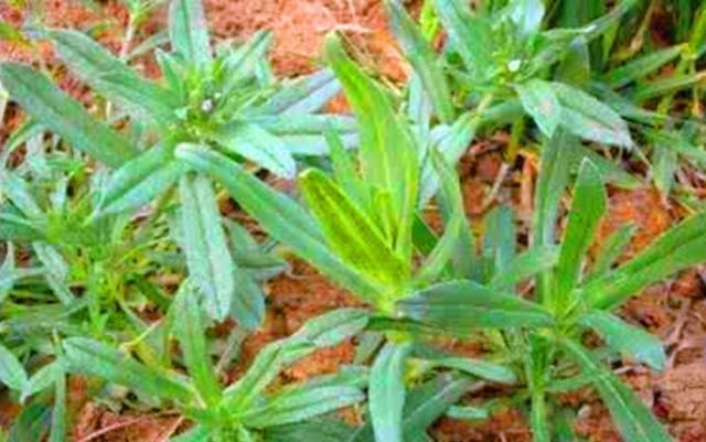 面条菜|农村野菜叫“面条菜”,很多人都知道会吃