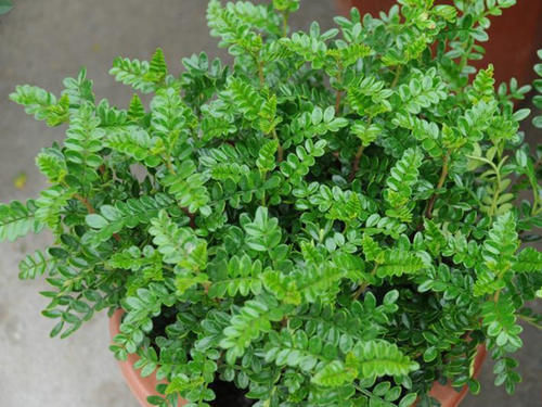 家中养一些带香气的绿植,绿意清新,芳香怡人