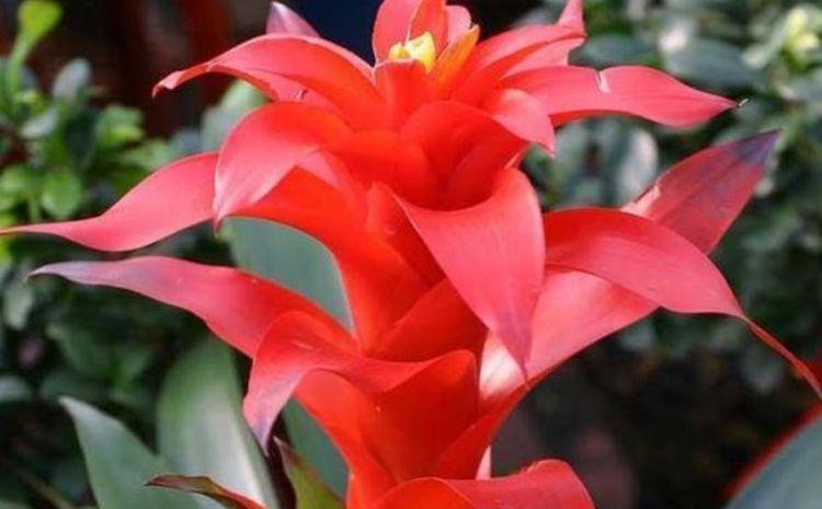 家里养此款花卉,开花特别漂亮,娇艳动人,花色繁多