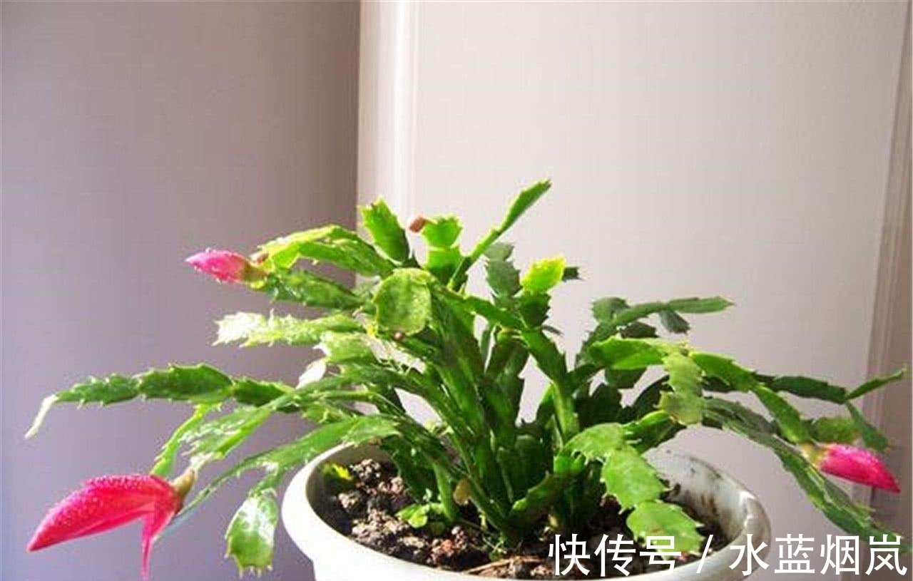 磷酸二氢钾|张大妈入秋养蟹爪兰,用“这招”,不但长得快,而且开花多