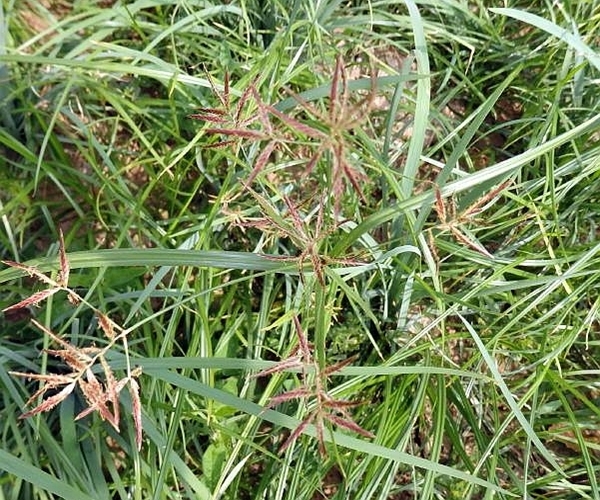 莎草科|别再当杂草了！它叫香附子，是田间珍贵野生草药，早知早受益