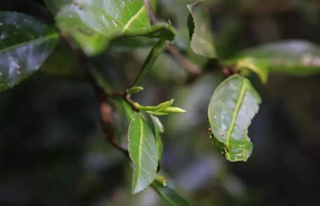 定制|多年转化后,为什么枣香成了寿眉饼茶的专属定制?