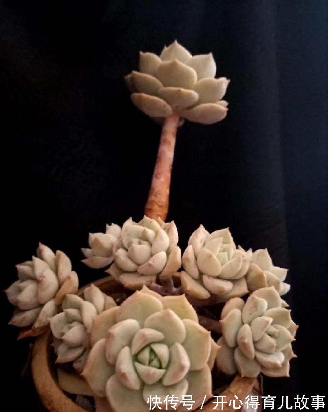 养花:这种多肉,是杂交的混血宝宝,你家有吗?