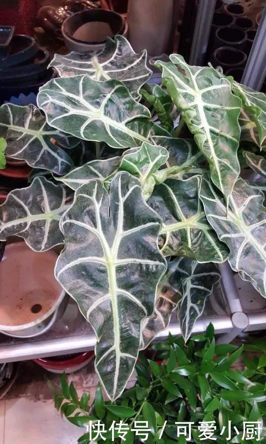 天生“体阴”的6种花,晒太阳易黄叶,阴一点反而长得绿油油