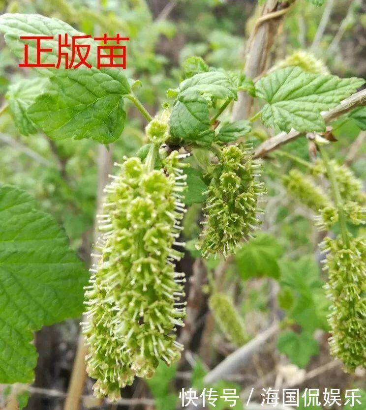 适应能力|盆栽一棵小果树,结出一串红果果,全家人吃不完!