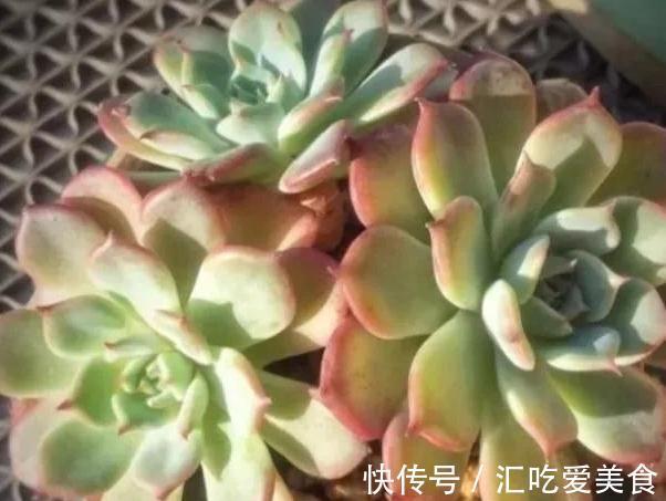 多肉劳伦斯怎么养护，做到5个方法，叶色才会更美更艳丽