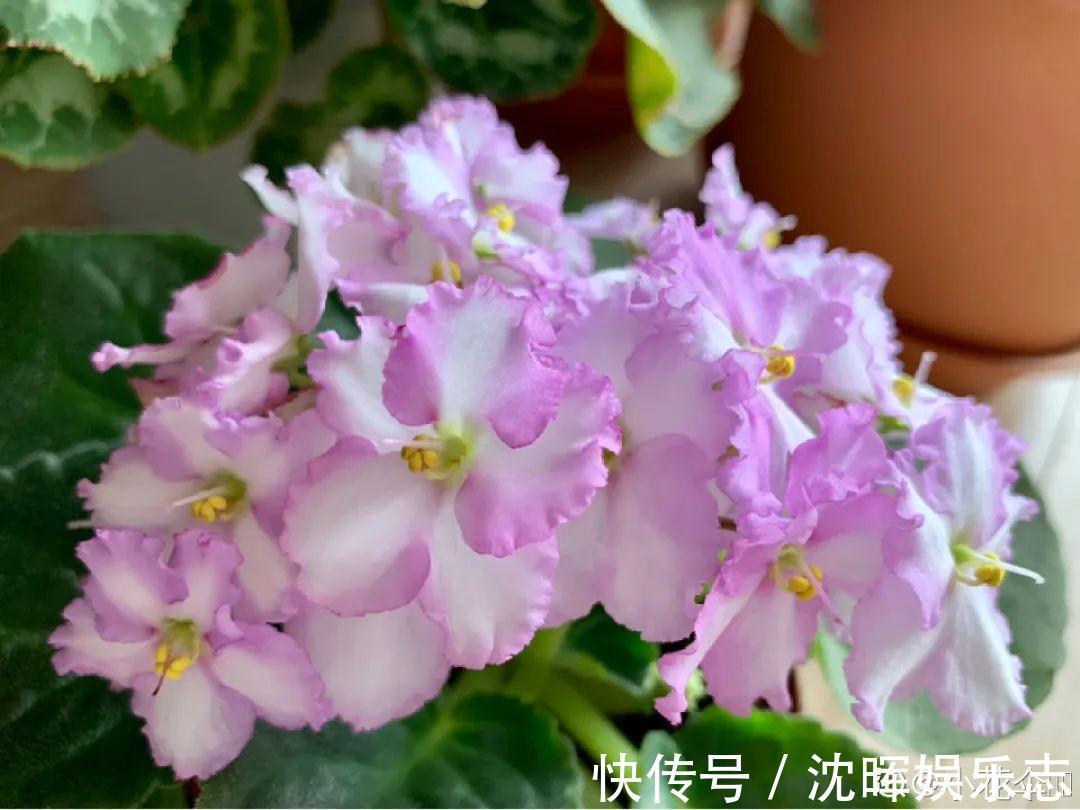 非洲堇|这花送人，只用送一片叶子，插土就活不心疼！