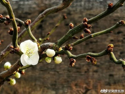 遇见|明城墙遗址公园梅花悄然开放 踏春游园正当时