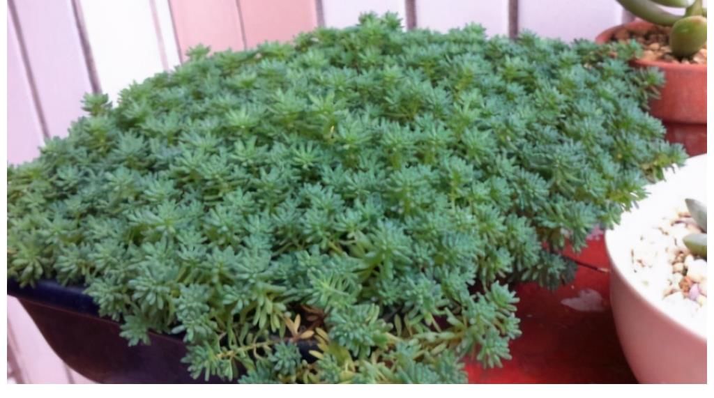 冬美人|很难养死的5种多肉植物，适合新手养