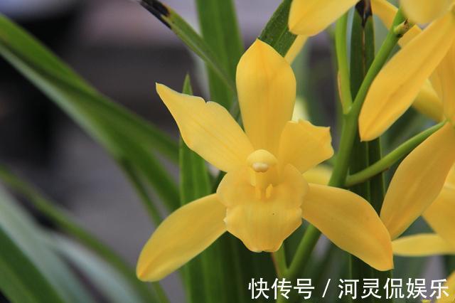 漂亮|适合新手养的兰花，价格便宜，漂亮又芳香，开花勤快，还非常好养