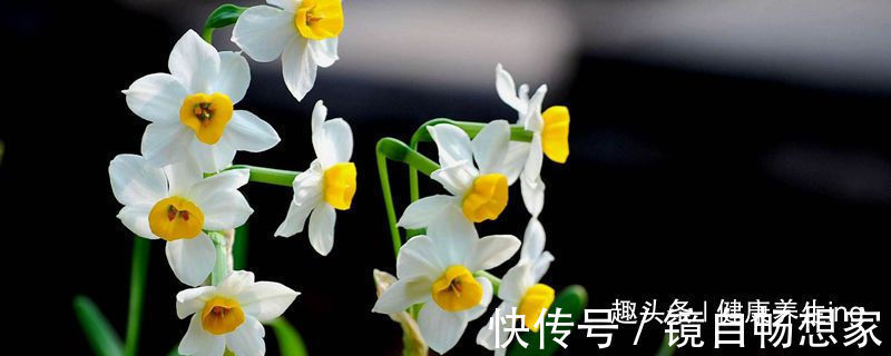 喜欢养花，家里少不了以下5种花，芬芳馥郁，争奇斗艳，落英缤纷