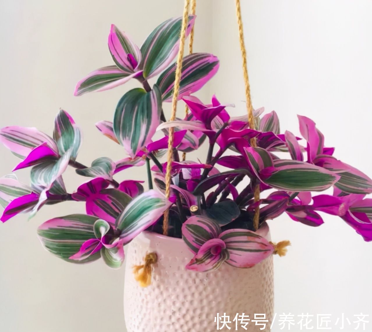 吊兰|4种高颜值吊兰，颜色丰富还好养，更适合新手去养