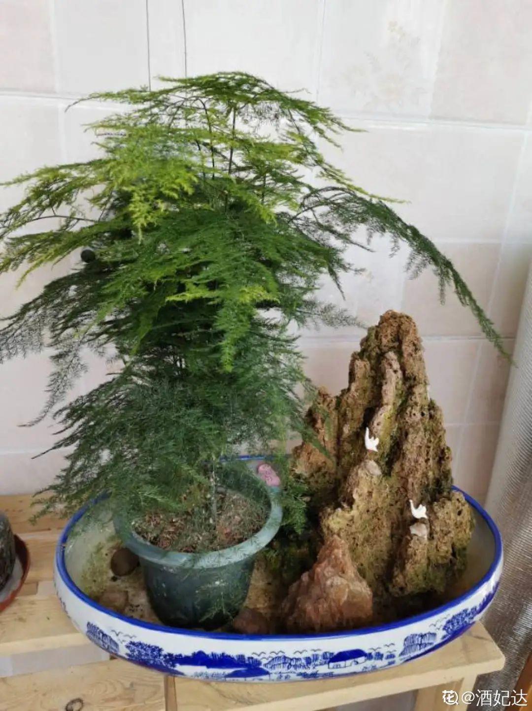 黄叶|给花浇水掺点白醋,植物根比萝卜还粗,健壮不黄叶
