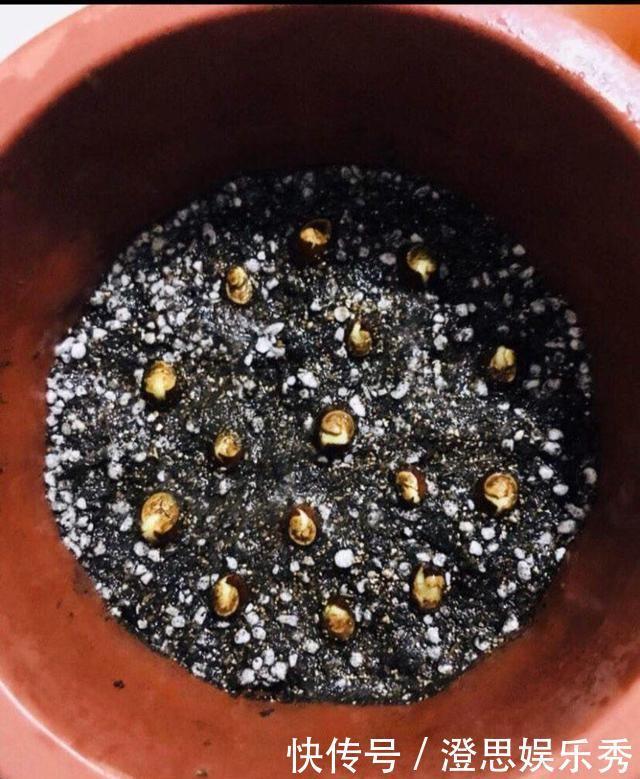 夏天吃水果,“留个籽”撒盆里,10天发芽变盆栽,养好摘果1篮子