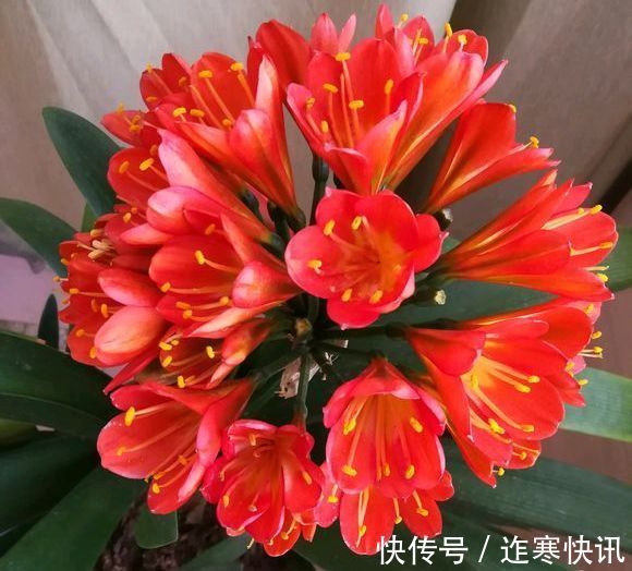 技巧|君子兰浇水4要点,掌握君子兰四季浇水技巧,开花爆盆不难