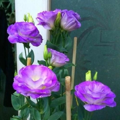 光照|谁见了都喜欢的4种花，好养又漂亮，四季开花，阳台变“花海”！