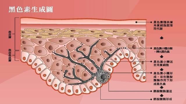 每天喝牛奶的人与不喝牛奶的人有什么区别？