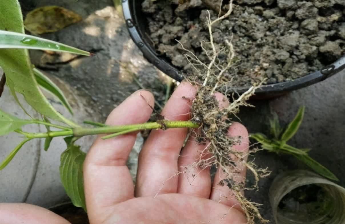 想要栀子花快生根,扦插记住“四个字”,提高成活率,后期长势旺