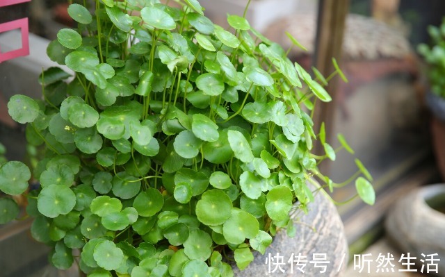 鱼腥草|66种野菜大图片，带你见识不同的野菜和吃法，你想要的野菜这里有
